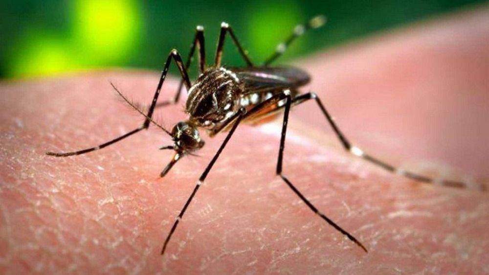 Analizan un caso sospecho de Zika en Neuqu�n