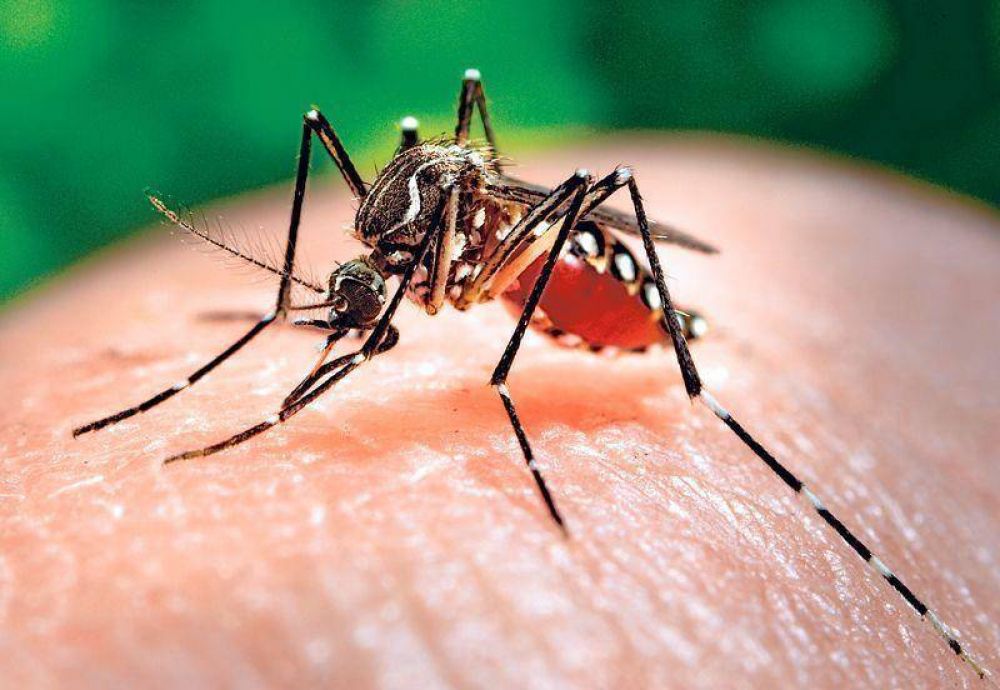 Confirman tres casos de zika en Nueva York: uno es una mujer embarazada