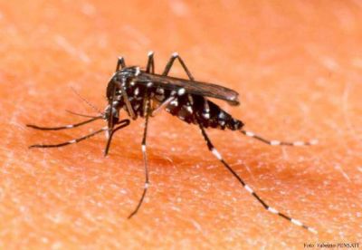Salud afirma que en Misiones hay 1862 casos sospechosos de dengue