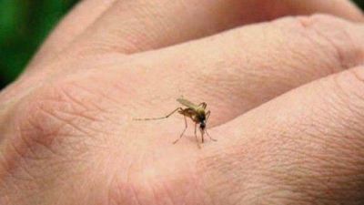 Preven fuerte brote de Zika en toda la regi�n