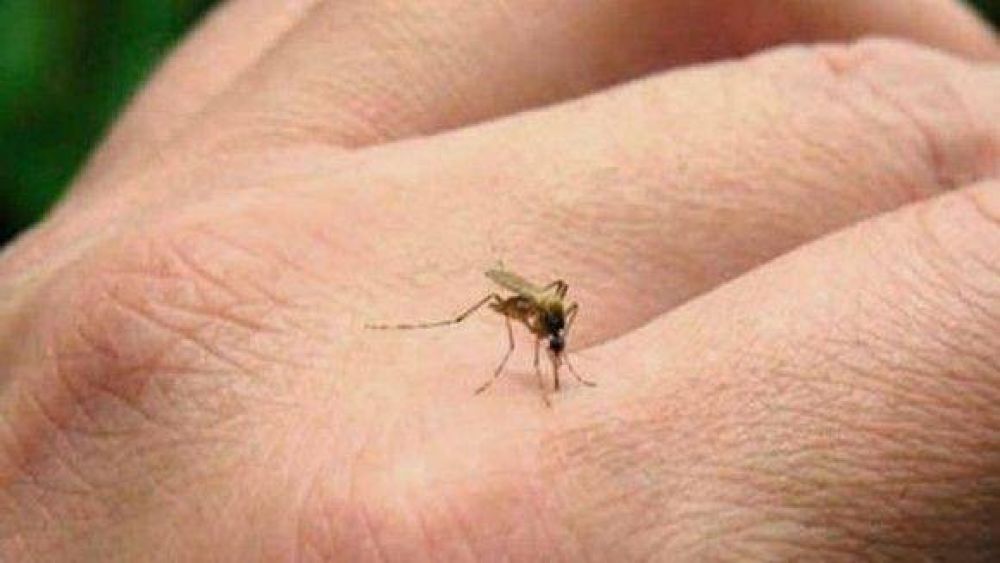 Preven fuerte brote de Zika en toda la regin
