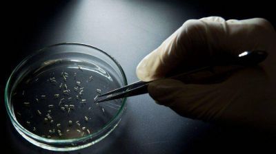 Un mosquito modificado gen�ticamente ser� utilizado para prevenir el zika