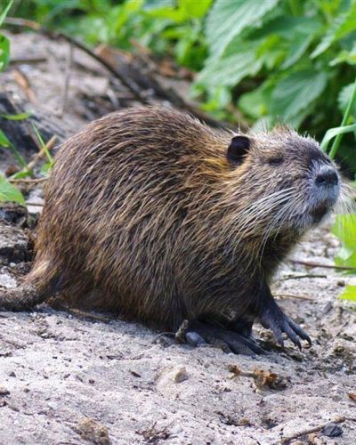 Camalotes en la ciudad: el reto de convivir con animales poco vistos