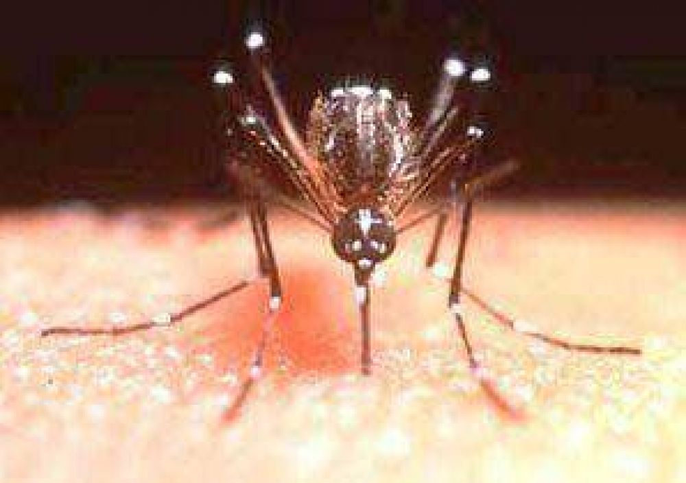 Se confirm� el primer caso de dengue en un distrito perteneciente a la Regi�n Sanitaria III: es en Los Toldos