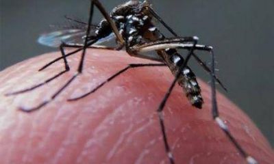 El dengue sigue aumentando: En Misiones ya son 2.182 los casos sospechosos