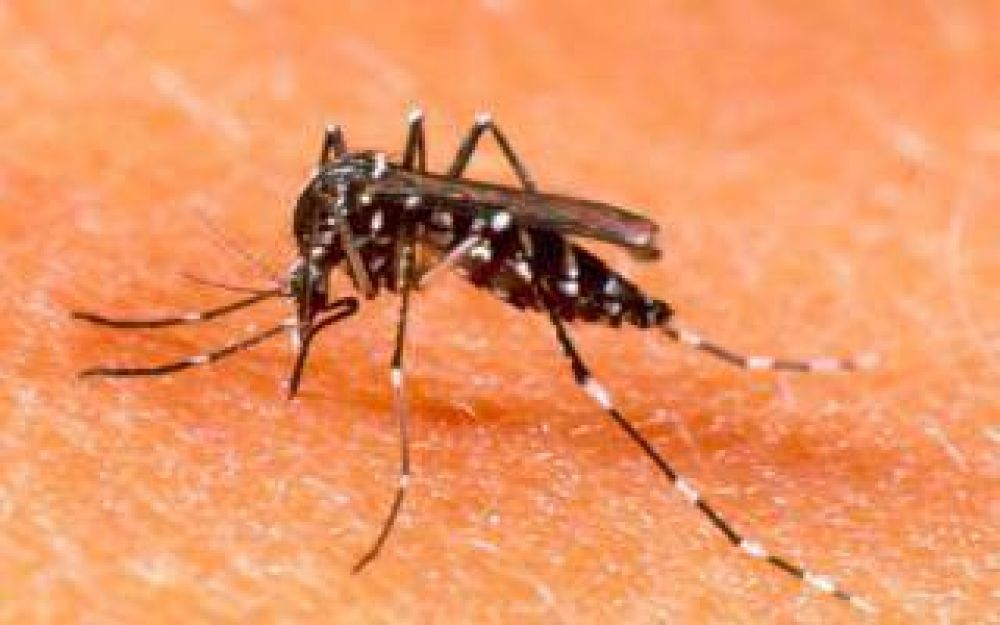 Bah�a Blanca: Hay seis casos sospechosos de dengue