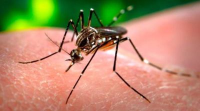 Obispos de Brasil: Virus del zika no es justificaci�n para el aborto