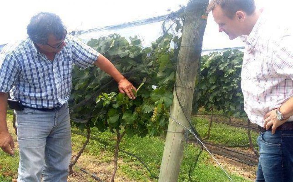 R�o Colorado: hay 5.778 has bajo producci�n