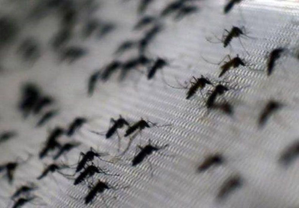 Ya son ms de 90 los casos de dengue en la provincia de Santa Fe