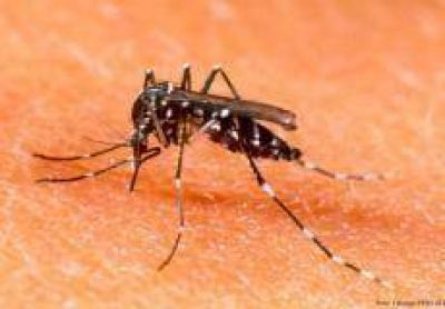 Pergamino: Confirman el primer caso de Zika en la Provincia