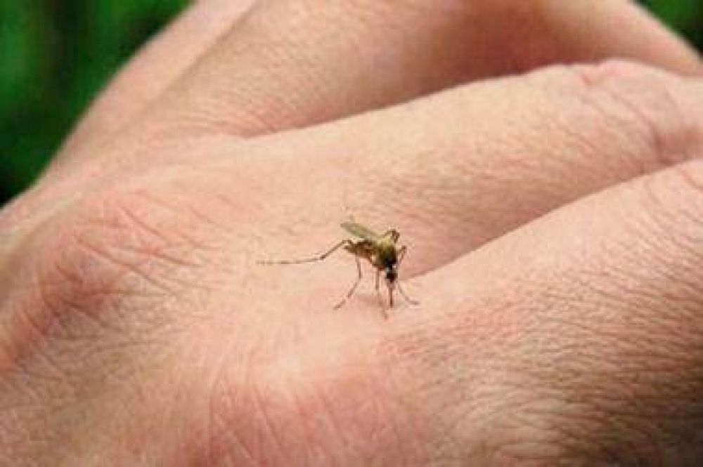 Advierten que el brote de dengue podr�a llegar a su m�ximo hist�rico en marzo y abril