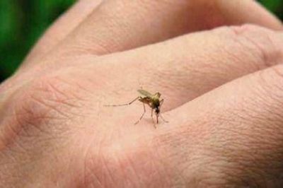 Advierten que el brote de dengue podr�a llegar a su m�ximo hist�rico en marzo y abril