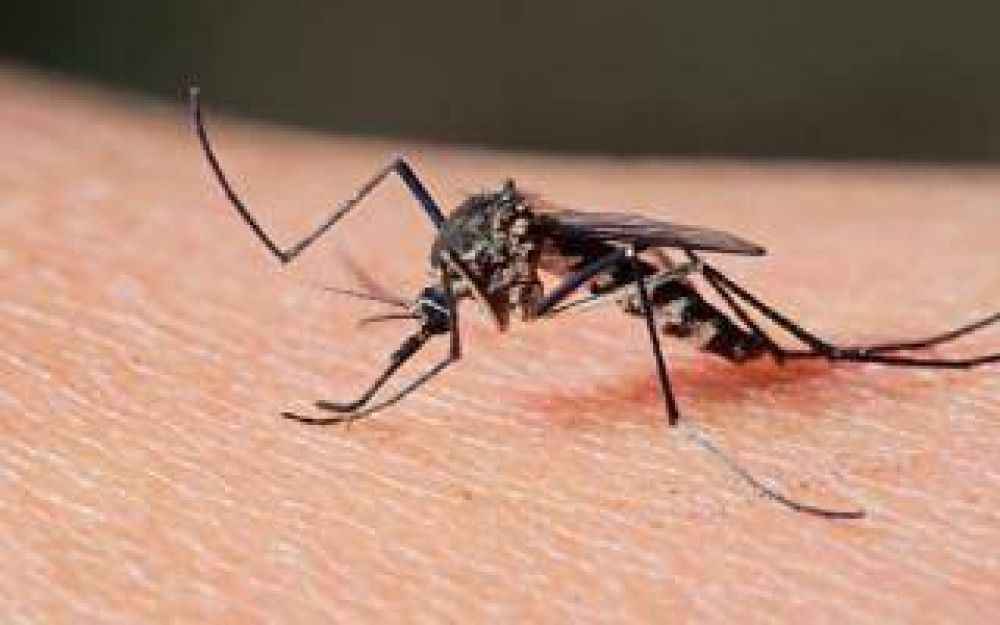 Ramallo: Analizan el primer caso sospechoso de dengue