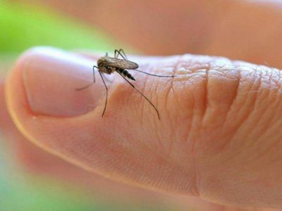 Confirman el primer caso de dengue aut�ctono en San Pedro