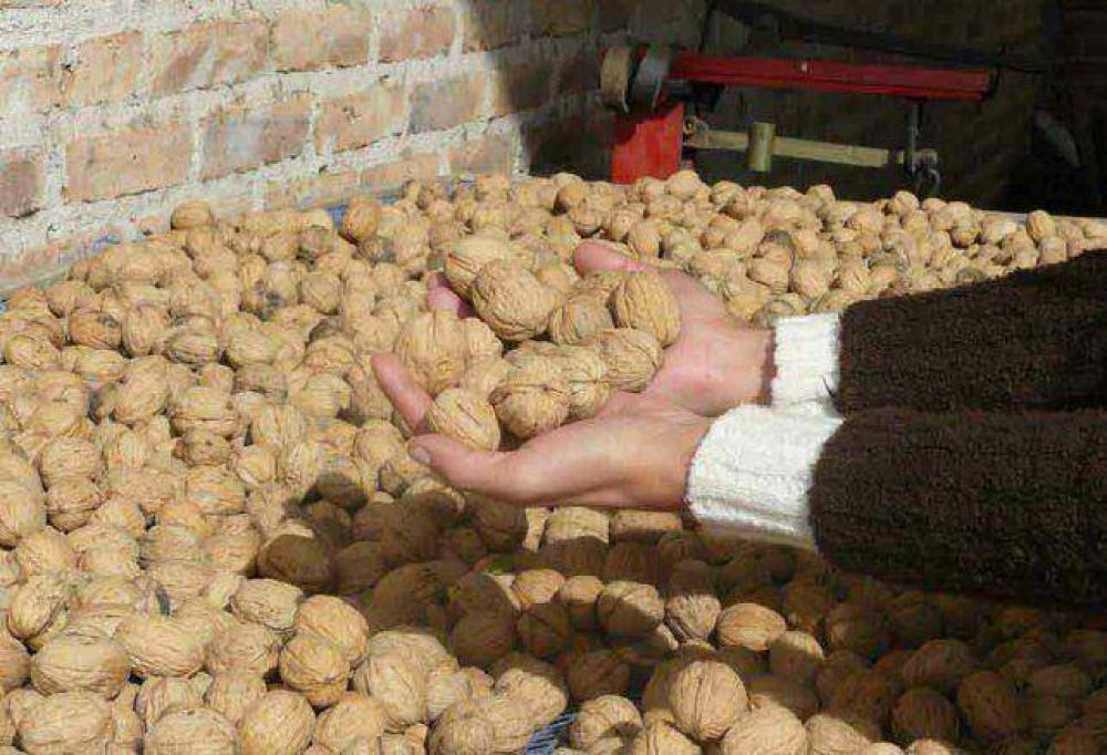 Mendoza es el primer exportador de nueces del pa�s y comercializa casi el 60% del total