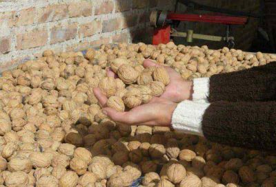 Mendoza es el primer exportador de nueces del pa�s y comercializa casi el 60% del total