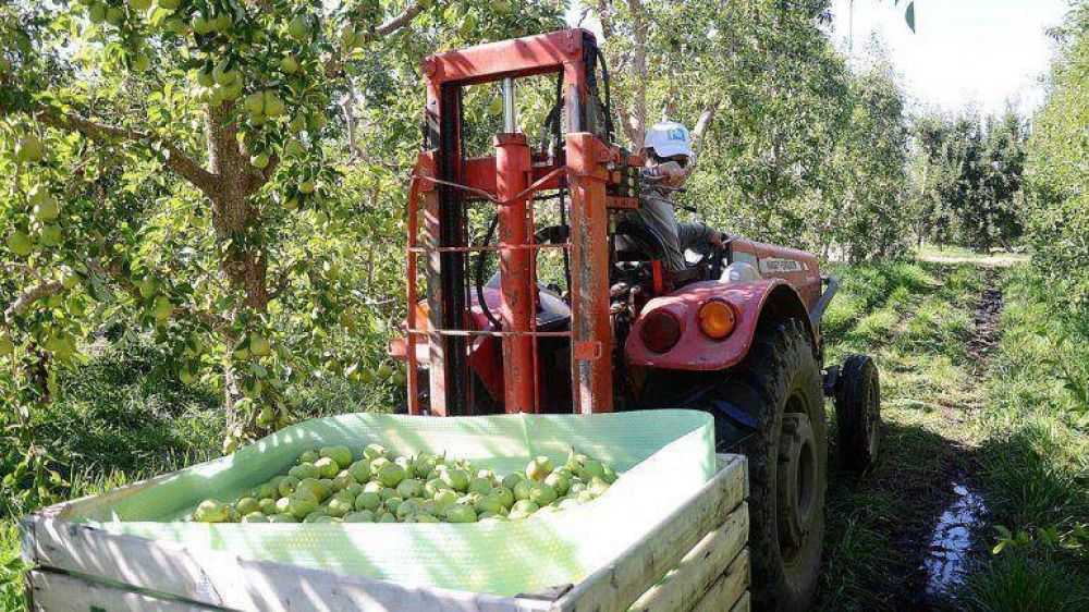 Cae la cosecha de peras y manzanas