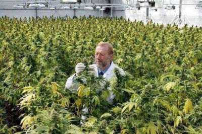 General La Madrid quiere narcotr�fico cero y se prepara para producir cannabis