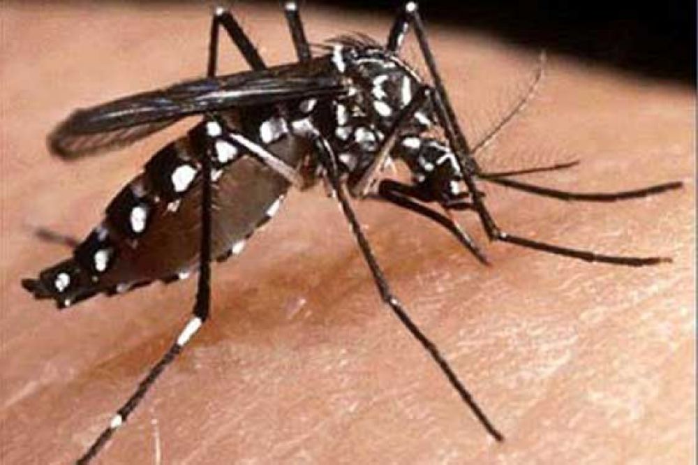 Mar del Plata presenta nivel �medio bajo� de contraer dengue