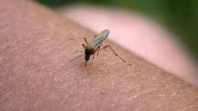 Destacan que en Tucum�n no se detectaron nuevos casos de dengue