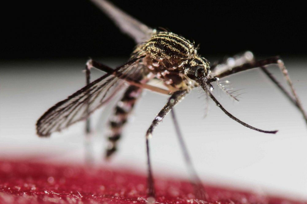 Es oficial: un nene de 7 aos tiene dengue