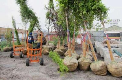 S�enz lanzar� un ambicioso plan de reforestaci�n de la ciudad
