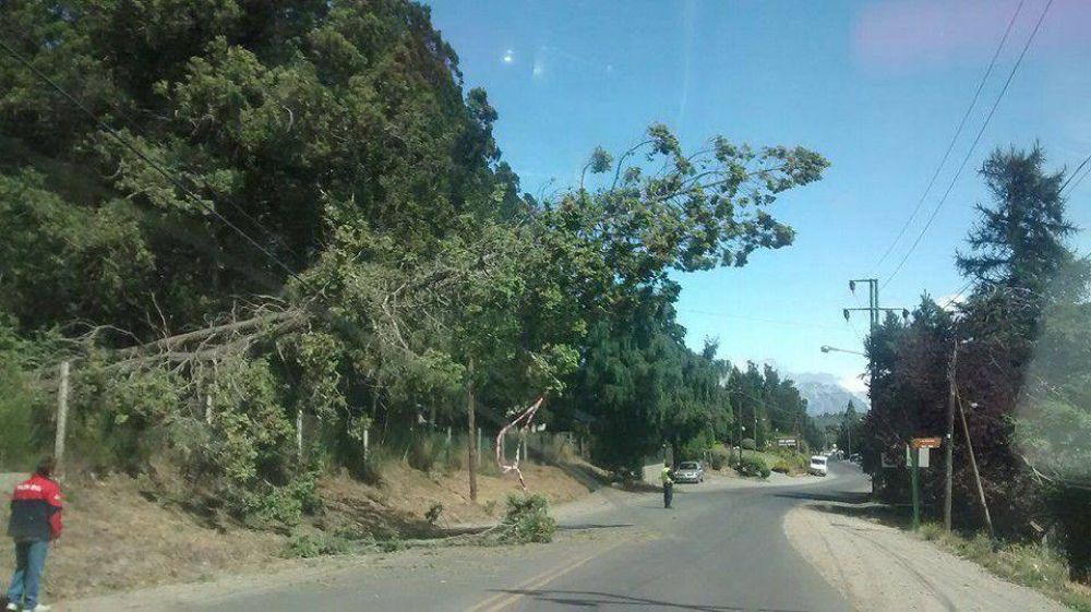 La ca�da de �rboles provoc� cortes de electricidad en Bariloche