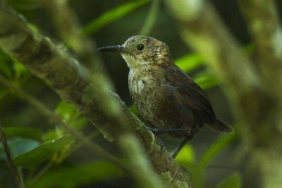 Celebran Encuentro Latinoamericano en defensa de la Tierra con la enc�clica �Laudato Si�