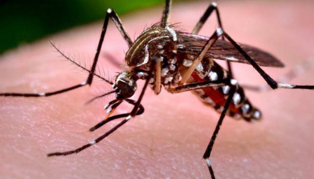 Dengue: se reportaron 22 nuevos casos
