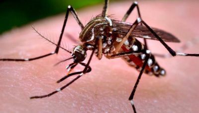 Dengue: se reportaron 22 nuevos casos