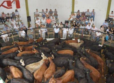 Con 2.500 cabezas, Mondino abri� el a�o en el sur puntano