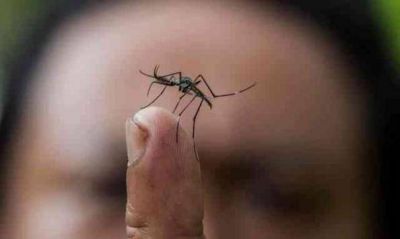 Ascienden a 3.987 los casos sospechosos de dengue en Misiones