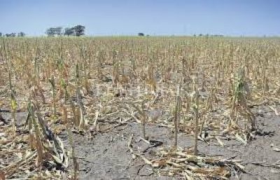 Solicitan la emergencia agropecuaria para el este