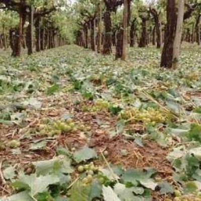 Naci�n declar� a La Rioja en emergencia agropecuaria