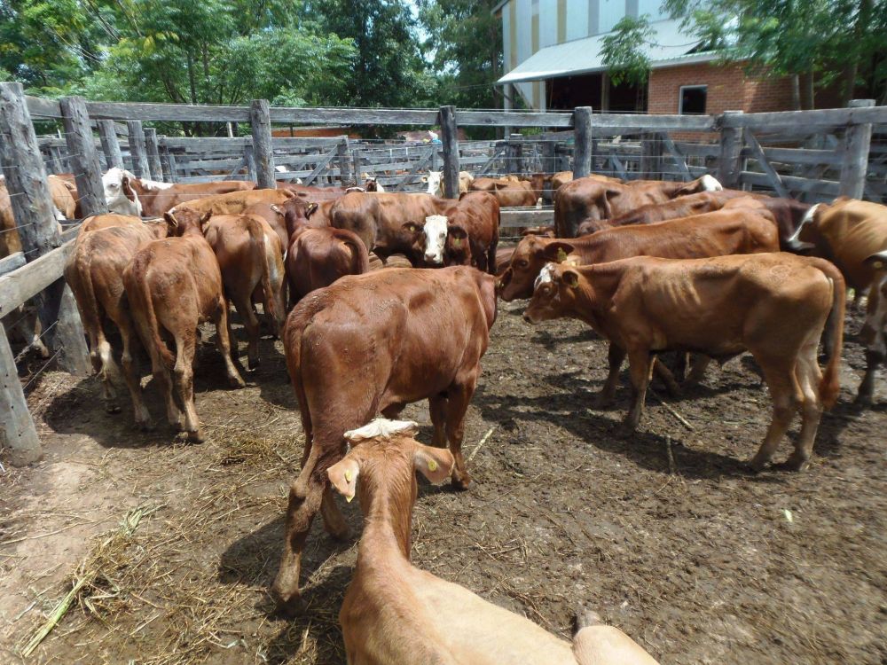 Se fortalece el sector ganadero de Misiones