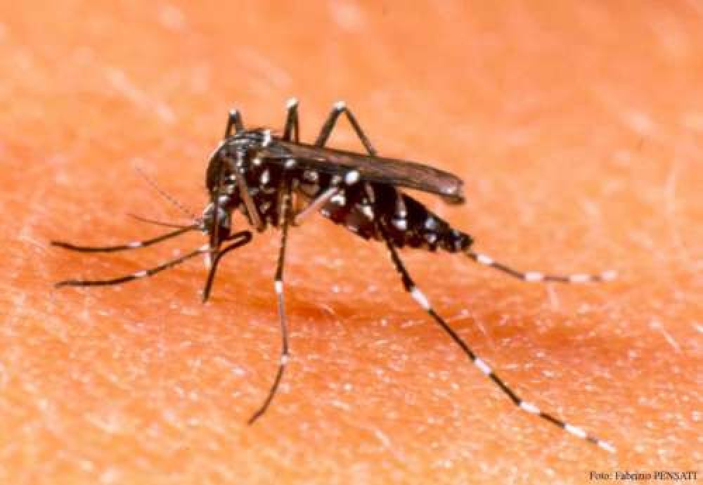 Alarmante situacin por el dengue en Orn: 