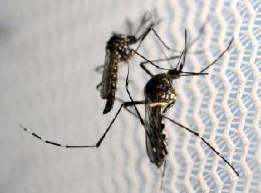 En Tucumn suman 16 los casos confirmados de dengue
