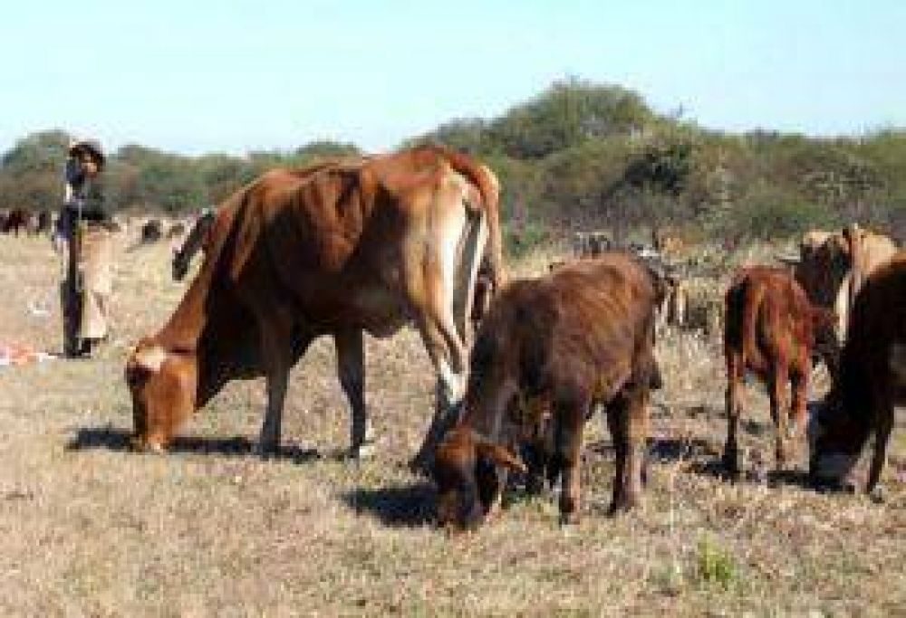 Sequ�a: el d�ficit h�drico en el domo central agr�cola es el m�s cr�tico de los �ltimos 84 a�os