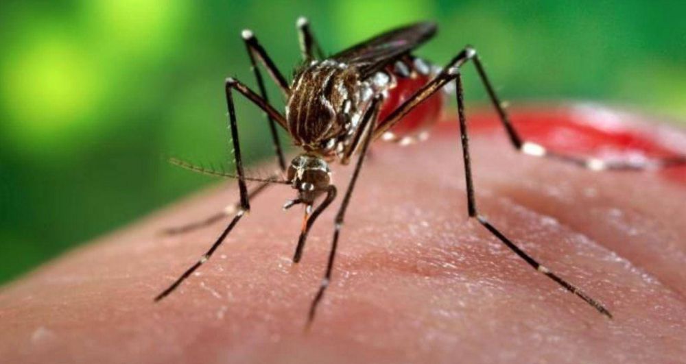 Analizan un posible caso de chikungunya en Baha Blanca