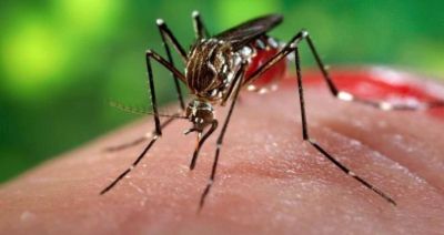 Analizan un posible caso de chikungunya en Bah�a Blanca