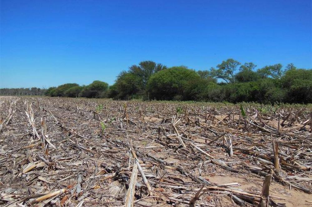 En 12 aos se destruyeron ms de cuatro millones de hectreas de bosques