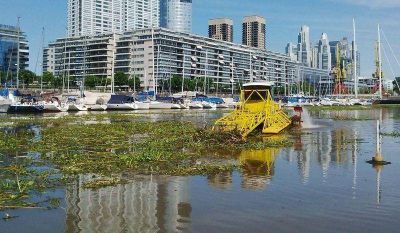 Devuelven los camalotes a su �mbito natural