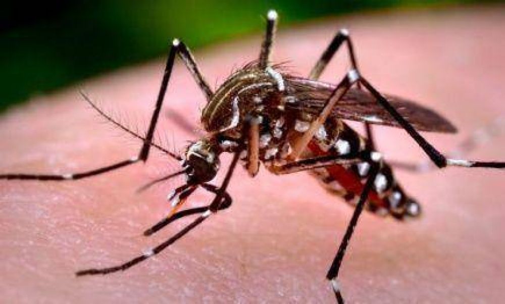 Emergencia sanitaria: En Misiones son 5425 casos sospechosos de dengue