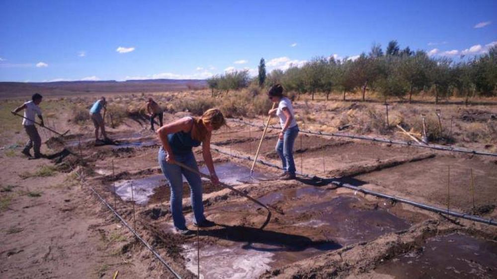 Experiencia piloto para reutilizar aguas cloacales en el riego de parcelas forrajeras