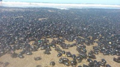 Sorpresa en la playa: miles de escarabajos invadieron la costa