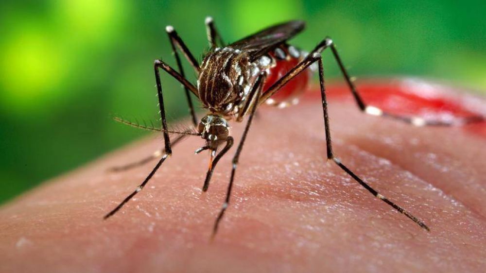 Confirmaron el primer caso autctono de zika en Argentina