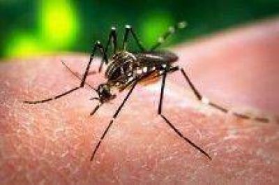 Confirmaron el primer caso aut�ctono de Zika en Argentina y creen que el contagio fue por v�a sexual