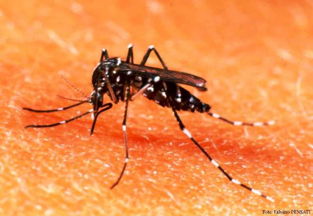 Caso sospechoso de dengue en Pico