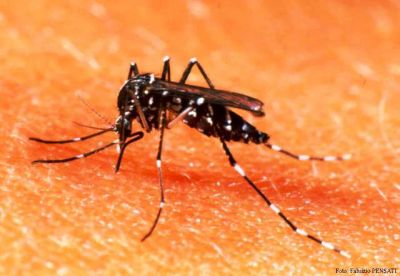 Caso sospechoso de dengue en Pico