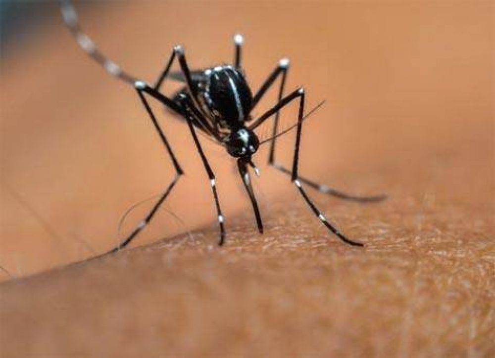 Confirman segundo caso de dengue en el distrito